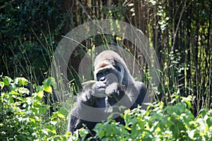 African Silver Back Gorilla