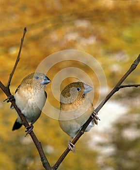 African Silverbill, lonchura cantans, Females standing on Branch