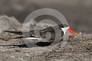 African Skimmer