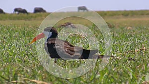 African skimmer bird in the grass