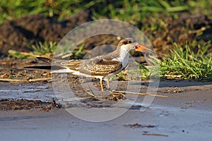 African skimmer, Chobe River, Botswana