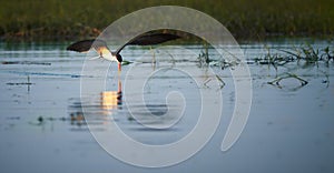 African Skimmer photo