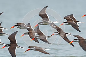 African Skimmer - Rynchops flavirostris