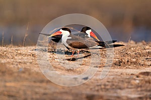 The African skimmer Rynchops flavirostris, pair sitting on the shore