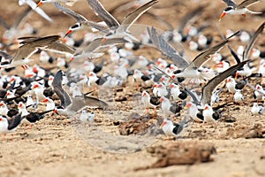 The African skimmer Rynchops flavirostris, skimmer flock and gulls over the african river bank. Big flock of birds in africa