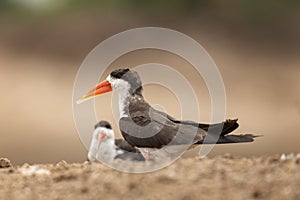 African skimmer, rynchops flavirostris, skimmers, rynchops