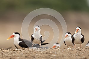 African skimmer, rynchops flavirostris, skimmers, rynchops