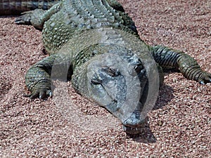 African Slender-snouted Crocodile