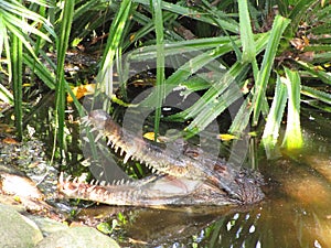 The African slender-snouted crocodile (Mecistops cataphractus)v