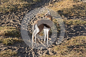 African small antilope in Serengeti photo