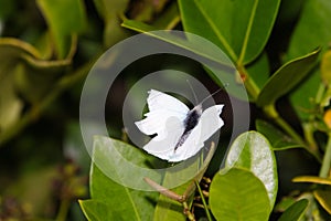 African Small White Butterfly With Broken Wings Dixeia charina charina