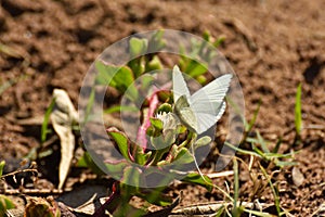 African Small White Butterfly Feeding On Flower Dixeia charina charina