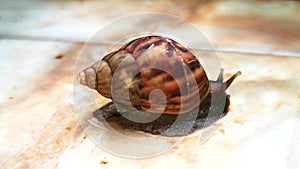 African snail, 4k. Snail shrinking its tentacles on a green marble tile floor.