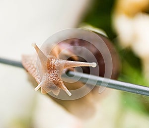 African snail eats grass stalk