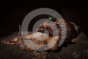 African snail and May beetle. Macro