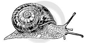 African Snail, vintage illustration