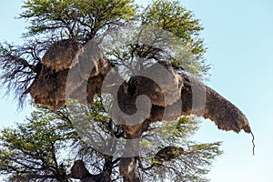 African sociable weaver big nest on tree