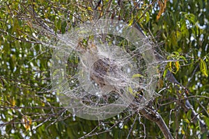 African social velvet spider