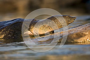 African soft shell turtle