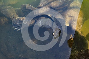 African softnecked turtle - Dalyan