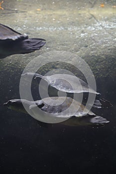 African softshell turtles swimming in a glass aquarium