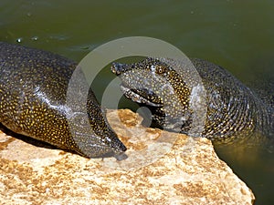 African softshell turtles (Trionyx triunguis)
