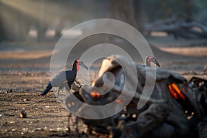 African southern country hornbill, Bucorvus leadbeateri feeding on   carcass. Big black birds with red neck. African nature,