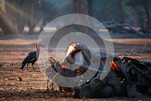 African southern country hornbill, Bucorvus leadbeateri feeding on   carcass. Big black birds with red neck. African nature,