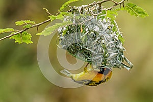 African southern masked weaver Ploceus velatus building a green grass nest. Yellow birds with black head with red eye, Kibale Fo