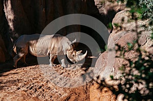 African southern white Rhino under bright sun. Valencia Bioparc zoo. Spain photo
