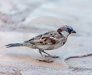 African sparrow