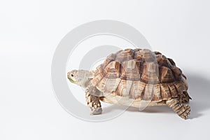 African species of spurred tortoise Centrochelys sulcata isolate on white background