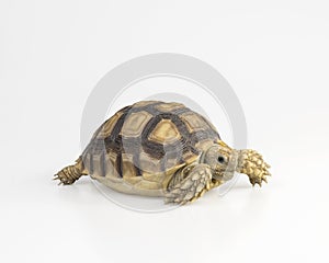 African species of tortoise Centrochelys sulcata isolated on white background. with clipping paths