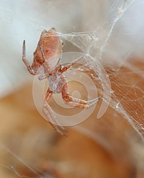 African Spider photo