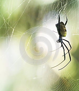 African spider in upside down spider web photo