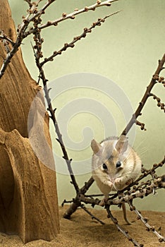 African spiny mouse is washed