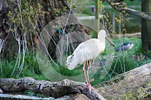 African spoonbill