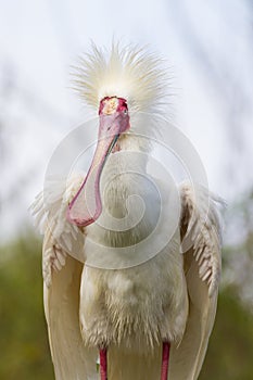 African spoonbill