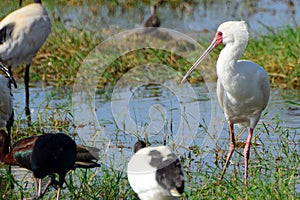 African spoonbill, Amboseli National Park, Kenya