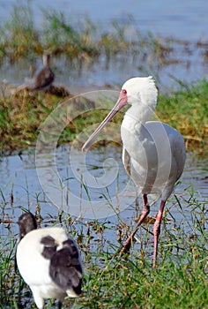 African spoonbill, Amboseli National Park, Kenya