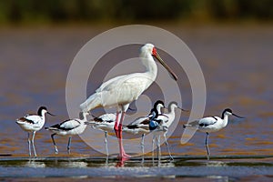 African Spoonbill amongst a flock of Pied Avocets. photo