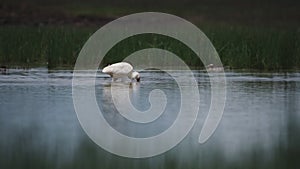 African Spoonbill Busy Looking Under the River In El Karama Lodge In Laikipia, Kenya. -wid