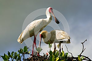 African Spoonbill in Casamance, Senegal, Africa