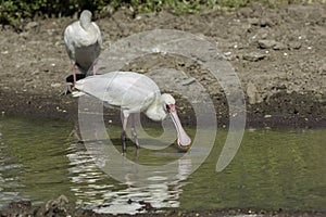 African Spoonbill Catching Food
