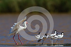 African Spoonbill chasing a group of Pied Avocets. photo
