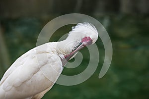 African spoonbill cleaning its plumage