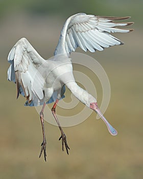 African Spoonbill coming on to land