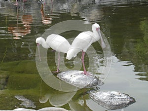 African Spoonbill - EspÃÂ¡tula africana