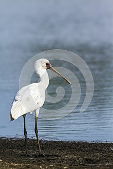 African spoonbill in Kruger National park, South Africa