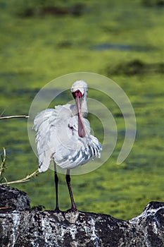 African spoonbill in Kruger National park, South Africa